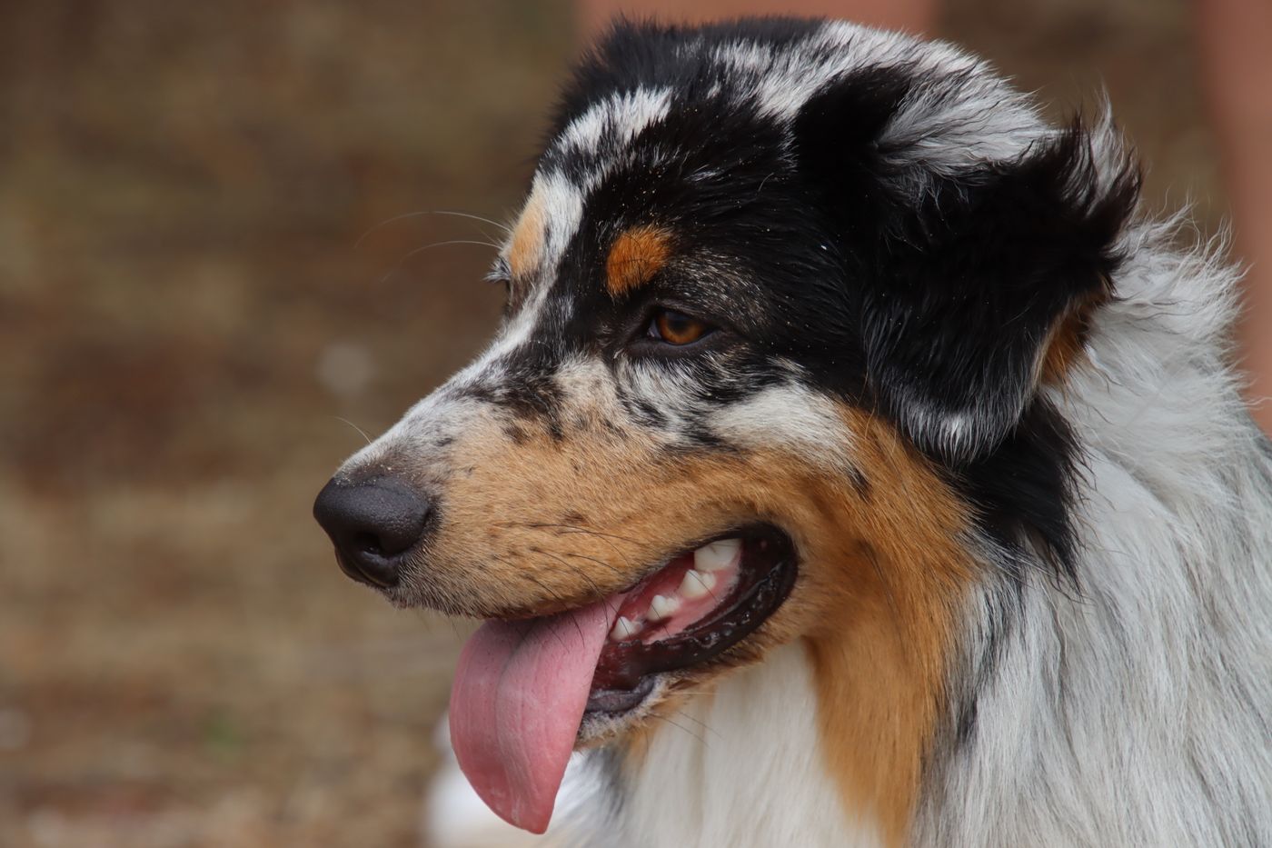 Close-up of a happy Australian Shepherd ready for the ASCA National Specialty