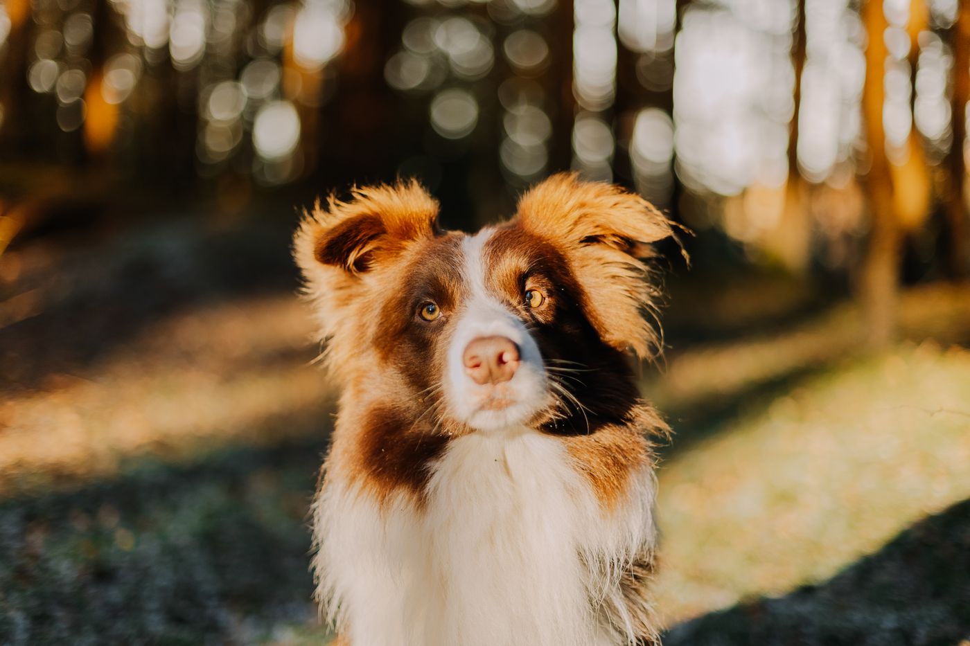 Happy Australian Shepherd standing in a sunlit forest