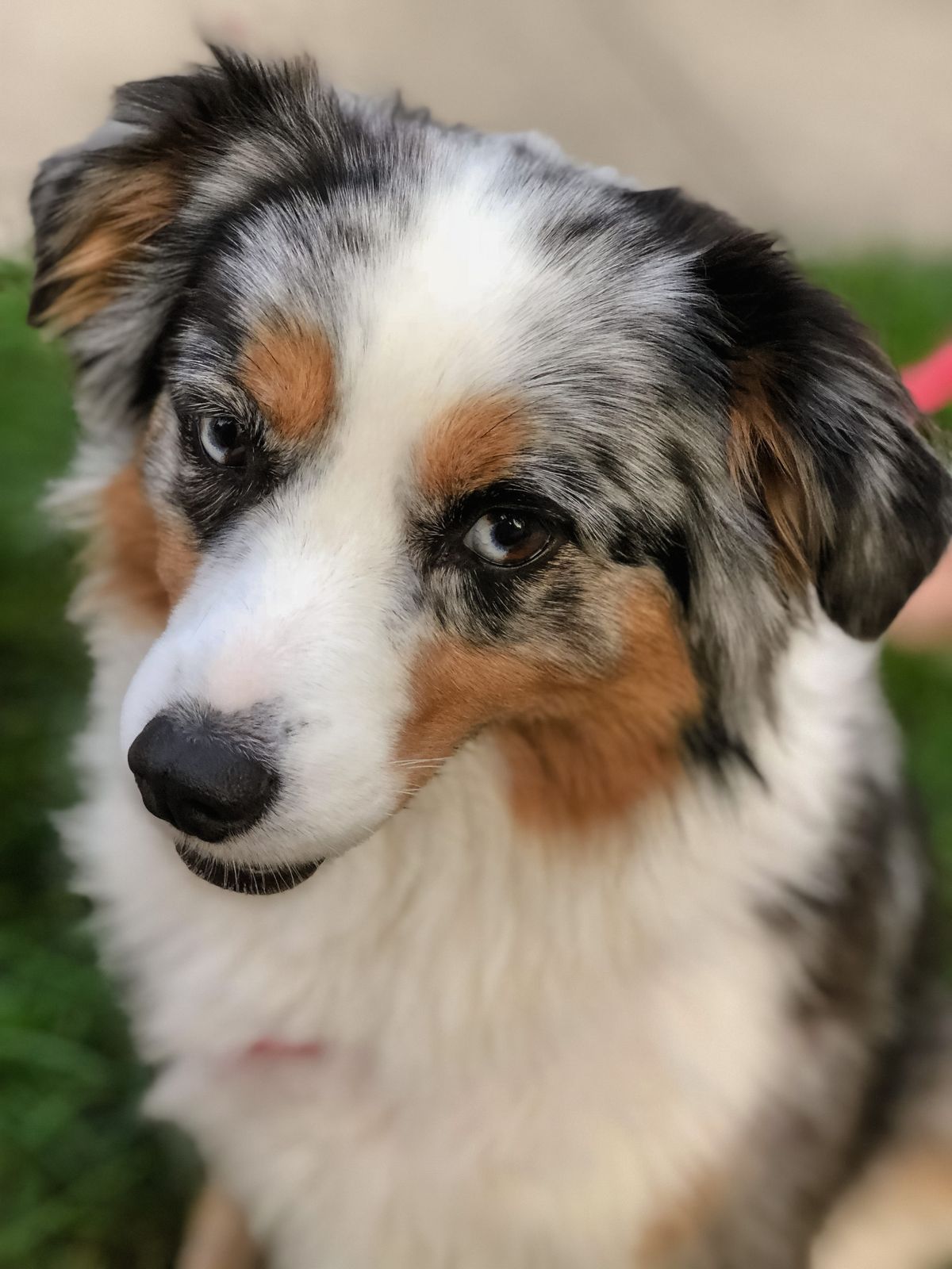 Australian Shepherd sitting outdoors with an expressive smile