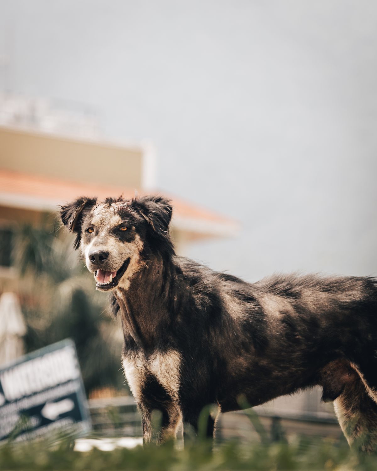 Close-up portrait of a curious Australian Shepherd