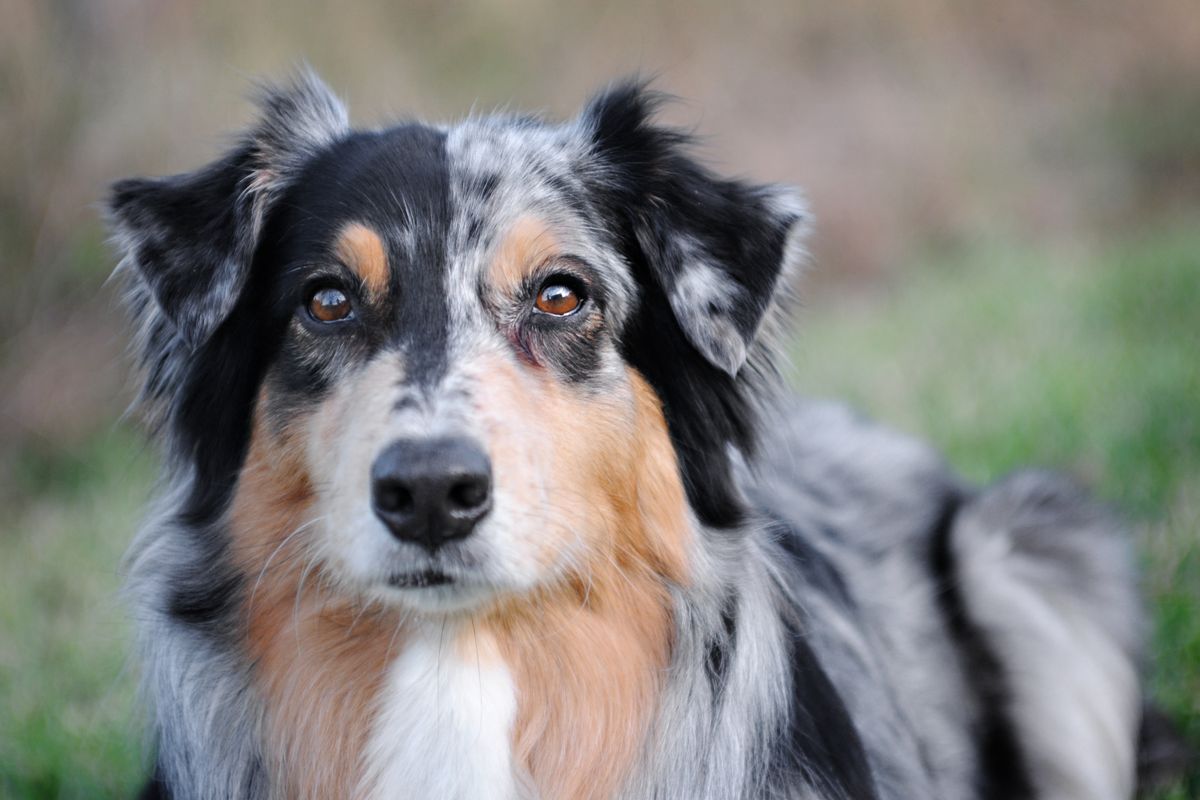 Tricolor Australian Shepherd looking attentively at the camera