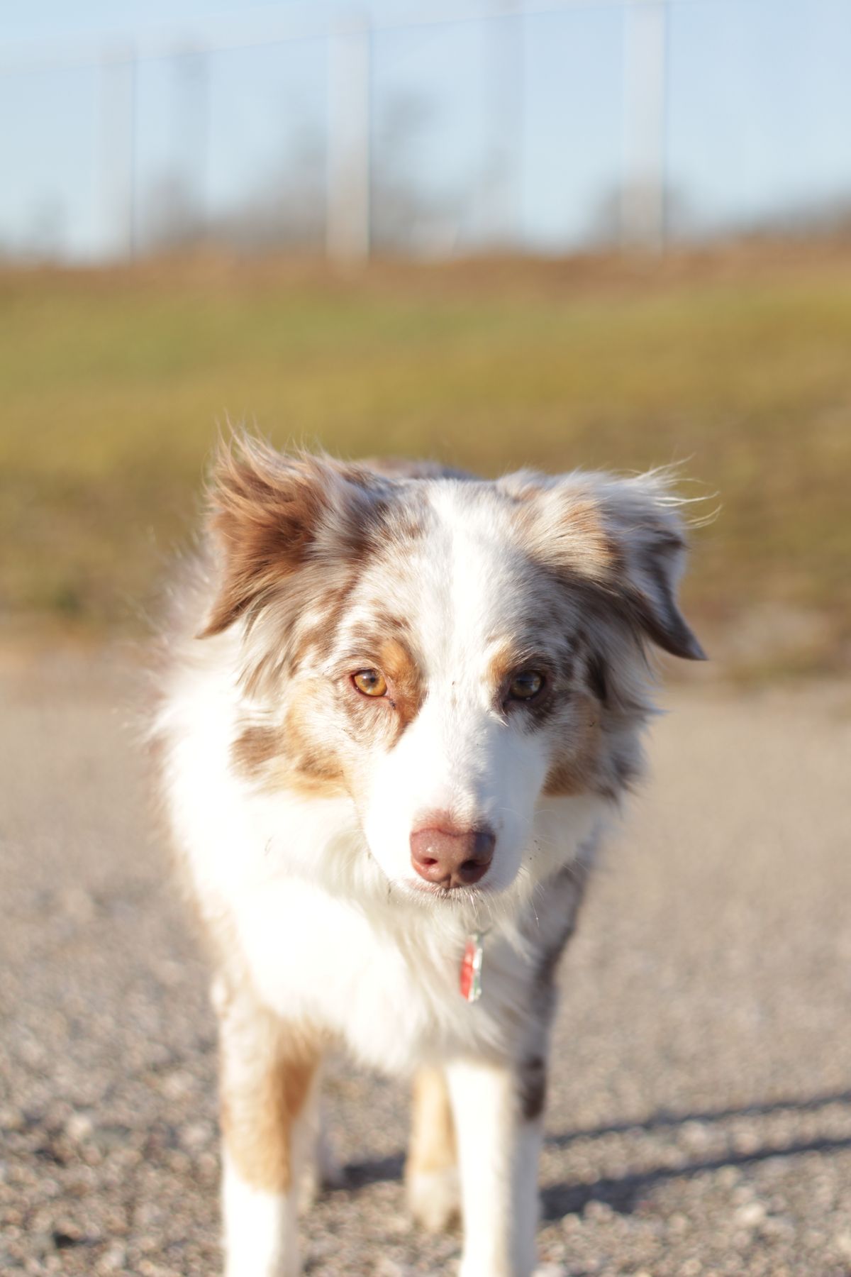 Merle Australian Shepherd enjoying a sunny day